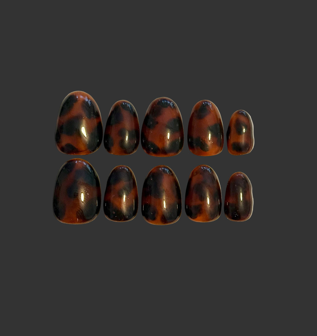 Beautiful Brown Tortoise Shells