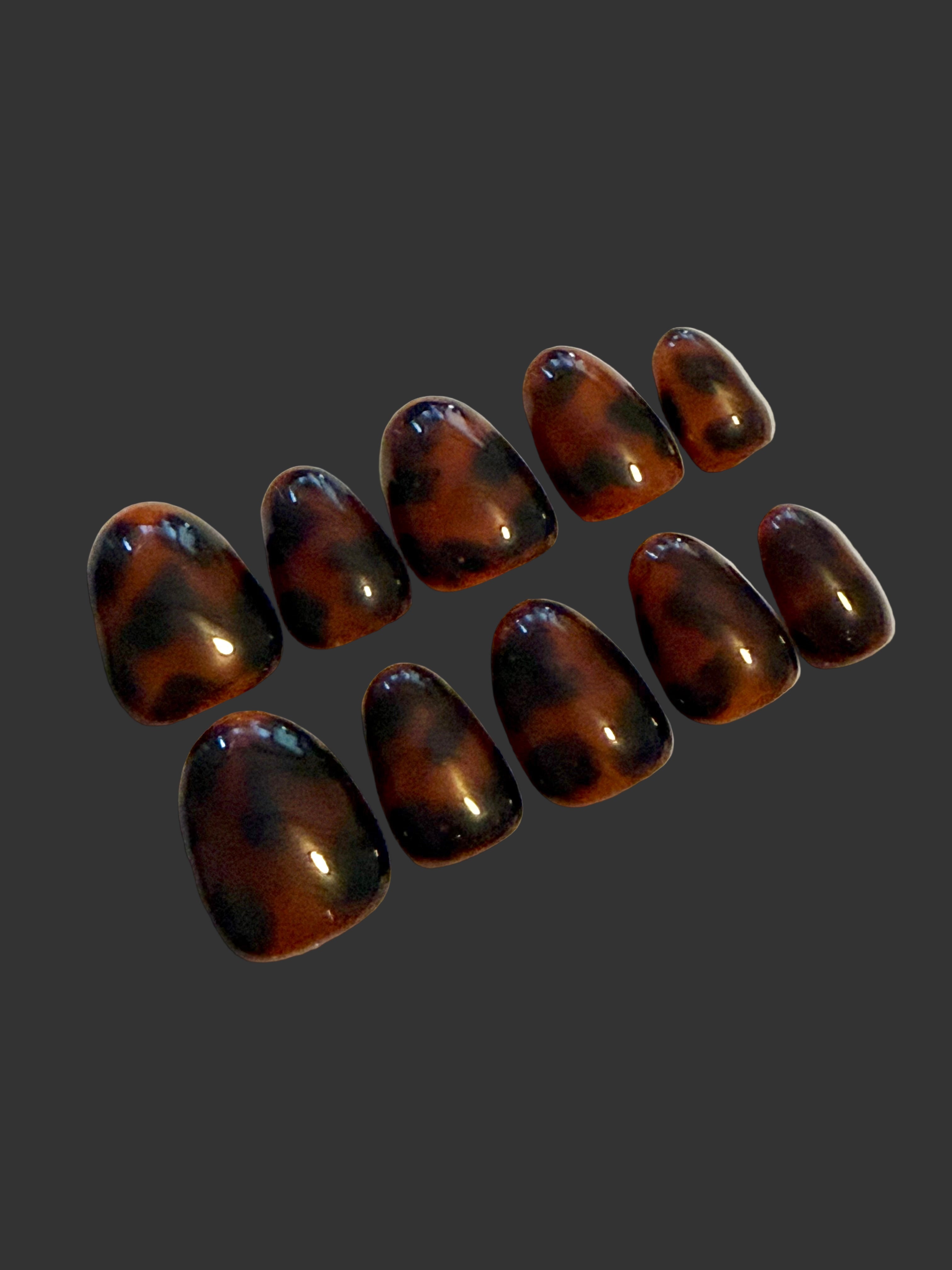 Beautiful Brown Tortoise Shells