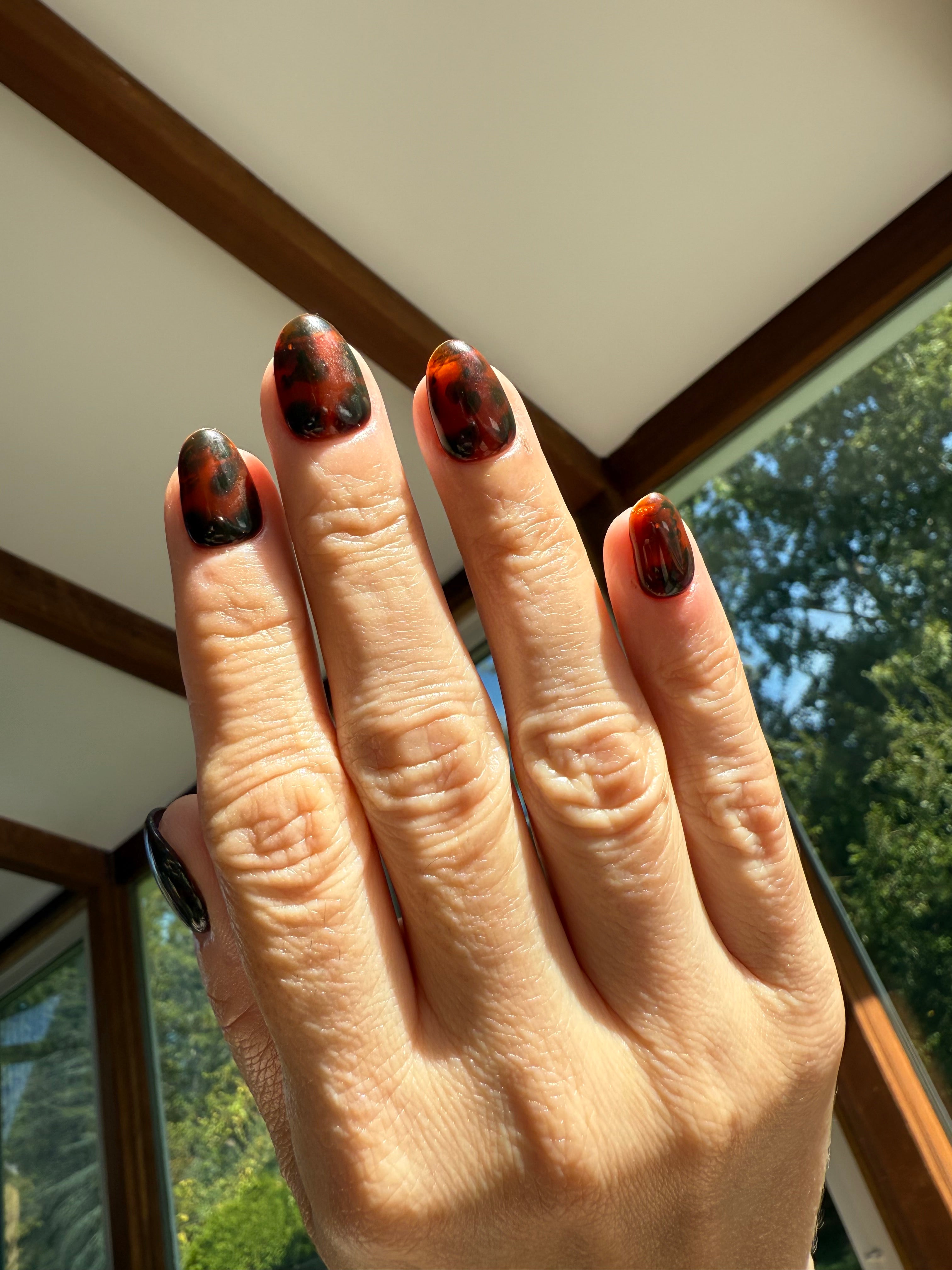 Beautiful Brown Tortoise Shells