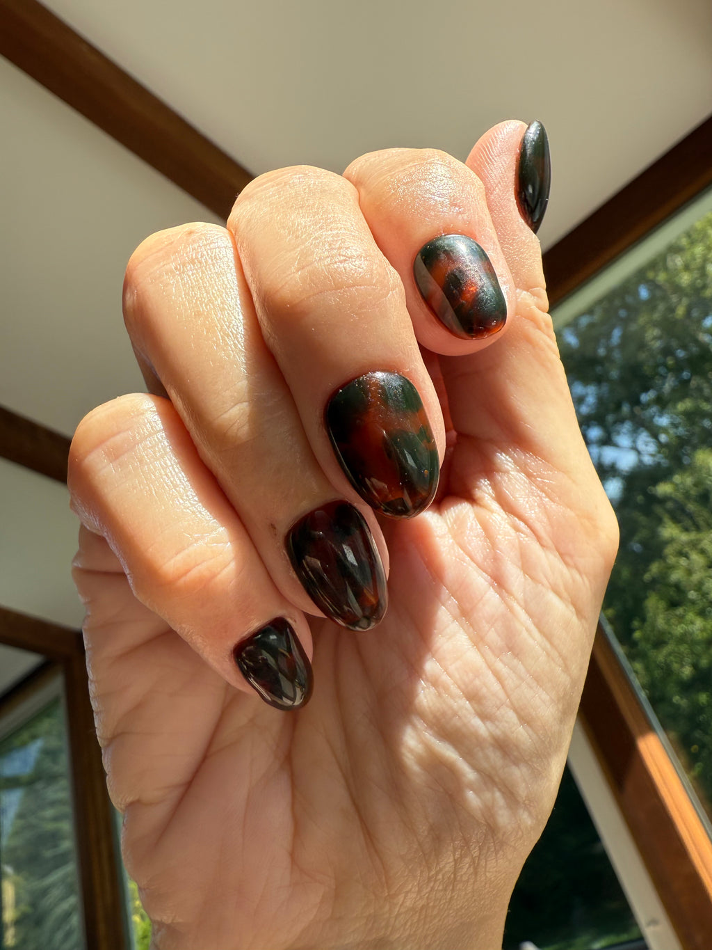 Beautiful Brown Tortoise Shells