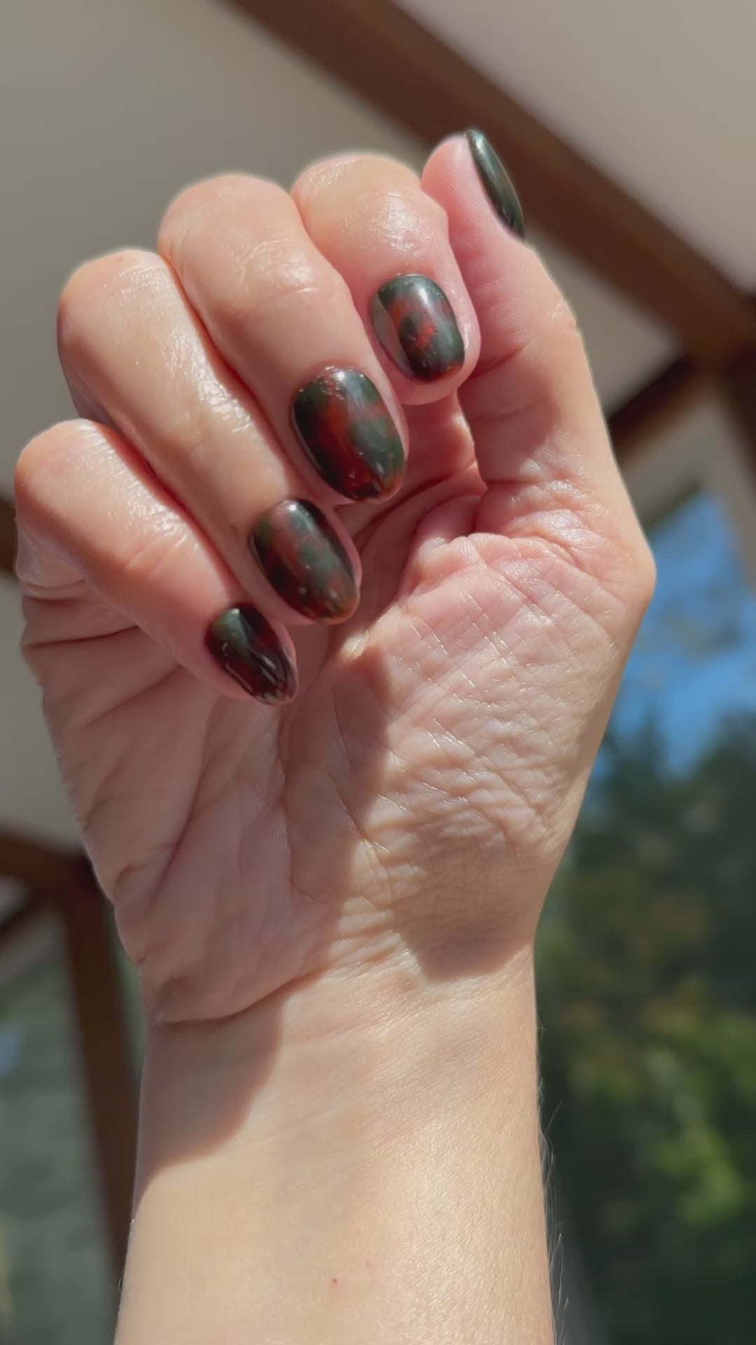 Beautiful Brown Tortoise Shells